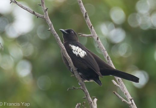 Black-and-white Bulbul