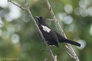 Black-and-white Bulbul-220502-147MSDCF-FRY03135-W.jpg