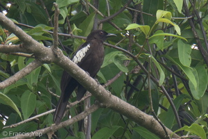 Black-and-white Bulbul-220504-147MSDCF-FRY08029-W.jpg