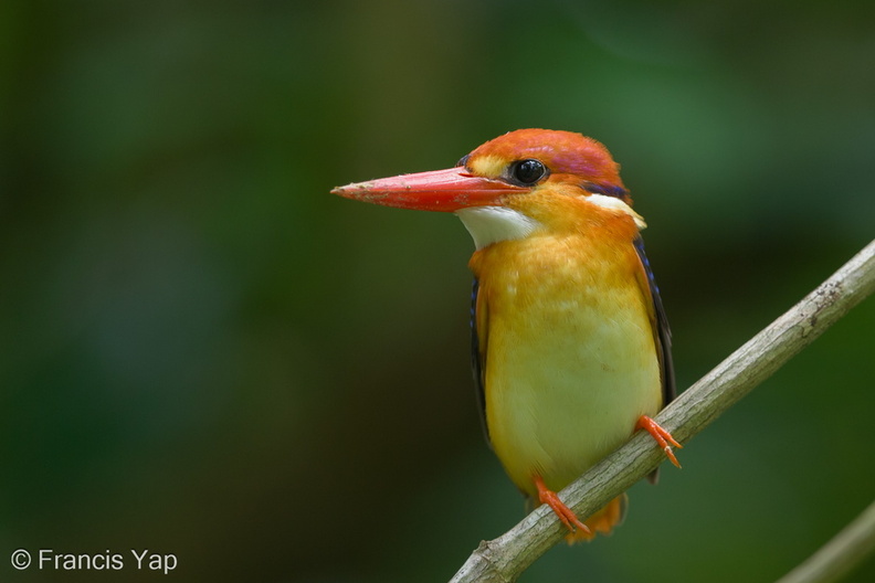 Black-backed_Dwarf_Kingfisher-131015-110EOS1D-FY1X7525-W.jpg