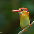 Black-backed_Dwarf_Kingfisher-131015-110EOS1D-FY1X7525-W.jpg