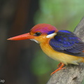 Black-backed_Dwarf_Kingfisher-151112-122EOS1D-FY1X0116-W.jpg