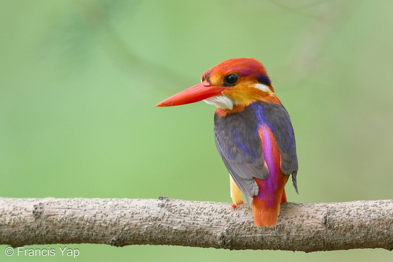 Black-backed_Dwarf_Kingfisher-161023-106EOS1D-F1X20361-W.jpg