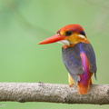 Black-backed_Dwarf_Kingfisher-161023-106EOS1D-F1X20361-W.jpg