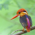 Black-backed_Dwarf_Kingfisher-161023-106EOS1D-F1X21226-W.jpg