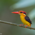 Black-backed_Dwarf_Kingfisher-180226-116EOS1D-F1X22237-W.jpg