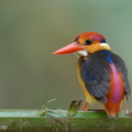 Black-backed_Dwarf_Kingfisher-221031-157MSDCF-FYP09641-W.jpg