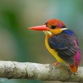 Black-backed_Dwarf_Kingfisher-230315-171MSDCF-FYP06972-W.jpg