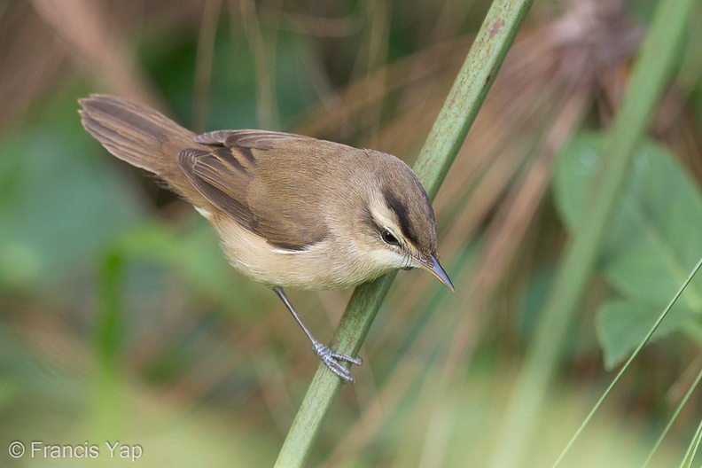 Black-browed_Reed_Warbler-121129-104EOS1D-FY1X1239-W.jpg