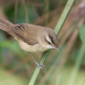 Black-browed_Reed_Warbler-121129-104EOS1D-FY1X1239-W.jpg