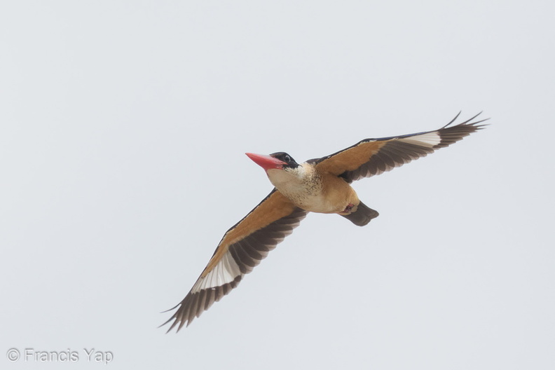 Black-capped_Kingfisher-141109-100EOS7D-FY7D1561-W.jpg