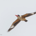 Black-capped_Kingfisher-141109-100EOS7D-FY7D1561-W.jpg