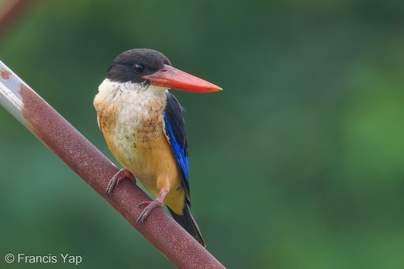 Black-capped_Kingfisher-230113-164MSDCF-FYP00179-W.jpg