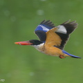 Black-capped_Kingfisher-230118-164MSDCF-FYP09924-W.jpg