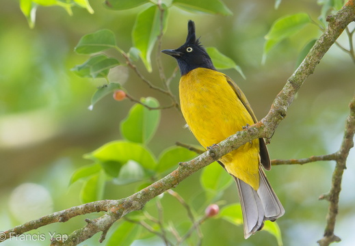 Black-crested Bulbul