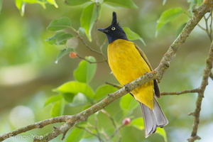 Black-crested Bulbul-190113-115ND500-FYP_0289-W.jpg