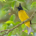 Black-crested_Bulbul-190113-115ND500-FYP_0289-W.jpg