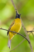 Black-crested Bulbul-211119-128MSDCF-FRY05977-W.jpg