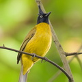 Black-crested_Bulbul-211119-128MSDCF-FRY05977-W.jpg