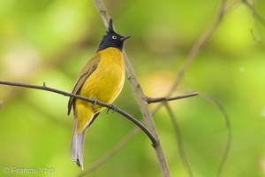 Black-crested Bulbul-211119-128MSDCF-FRY06013-W.jpg