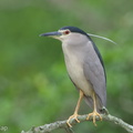 Black-crowned_Night_Heron-111108-109EOS7D-IMG_1880-W.jpg