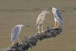 Black-crowned Night Heron-220417-146MSDCF-FRY00060-W.jpg