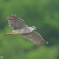 Black-crowned_Night_Heron-250727-116FRYAP-FYA04434-W.jpg