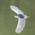 Black-crowned_Night_Heron-250825-120FRYAP-FYA09575-W.jpg