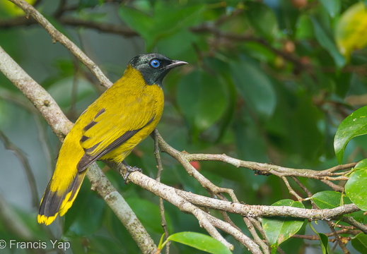 Black-headed Bulbul