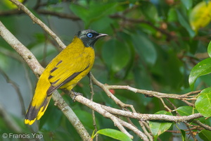 Black-headed Bulbul-111008-107EOS7D-IMG_8656-W.jpg