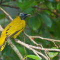 Black-headed_Bulbul-111008-107EOS7D-IMG_8656-W.jpg