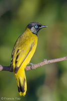 Black-headed Bulbul-180622-109ND500-FYP_9690-W.jpg