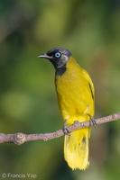 Black-headed Bulbul-180622-109ND500-FYP_9705-W.jpg