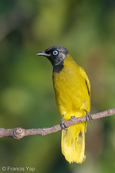 Black-headed_Bulbul-180622-109ND500-FYP_9705-W.jpg