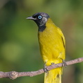 Black-headed_Bulbul-180622-109ND500-FYP_9705-W.jpg