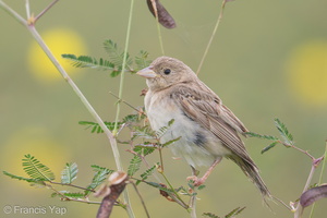 Black-headed Bunting-181118-113ND500-FYP_8365-W.jpg