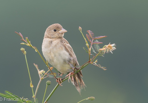 Black-headed Bunting