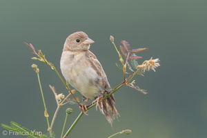 Black-headed Bunting-181118-113ND500-FYP_8813-W.jpg