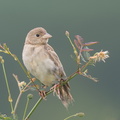 Black-headed_Bunting-181118-113ND500-FYP_8813-W.jpg