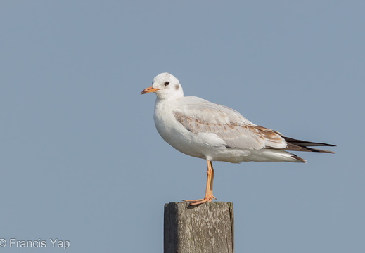 Black-headed Gull