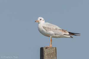 Black-headed Gull-111231-106EOS1D-FYAP9979-W.jpg