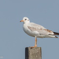 Black-headed_Gull-111231-106EOS1D-FYAP9979-W.jpg