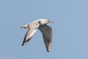 Black-headed Gull-200111-109MSDCF-FYP09759-W.jpg