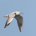 Black-headed_Gull-200111-109MSDCF-FYP09759-W.jpg