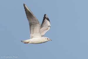 Black-headed Gull-200111-109MSDCF-FYP09763-W.jpg