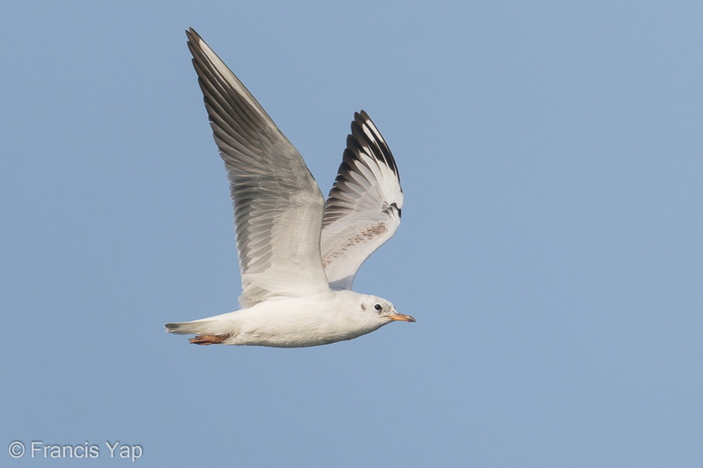 Black-headed_Gull-200111-109MSDCF-FYP09763-W.jpg