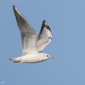 Black-headed_Gull-200111-109MSDCF-FYP09763-W.jpg