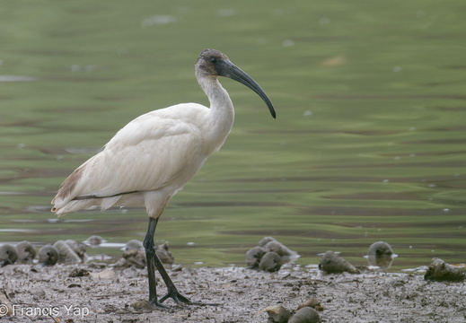 Black-headed Ibis