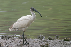 Black-headed Ibis-221101-158MSDCF-FYP00790-W.jpg