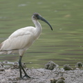 Black-headed_Ibis-221101-158MSDCF-FYP00790-W.jpg